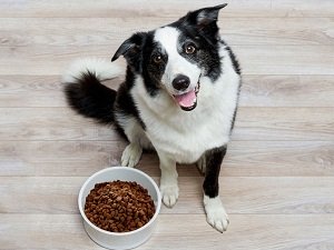 корм для собак роял канин