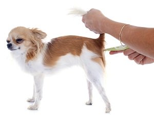 какая нормальная температура у собак