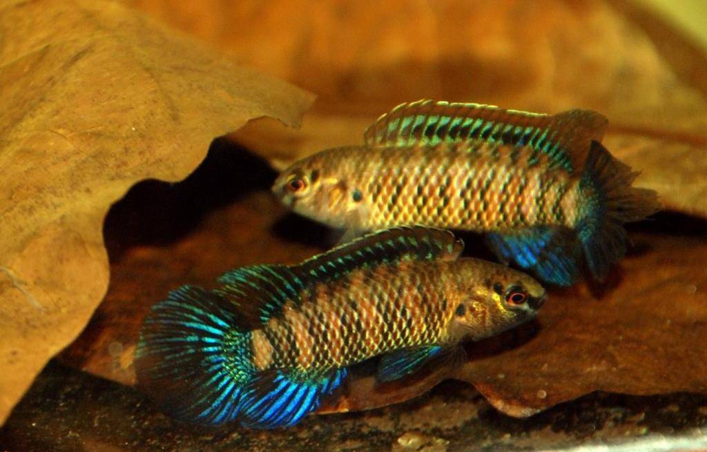 Бадисы в аквариуме