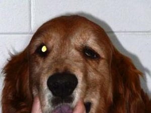 синдром горнера