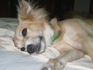 признаки энтерита у собак