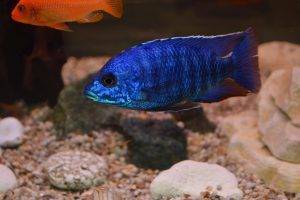 Хаплохромис васильковый питание