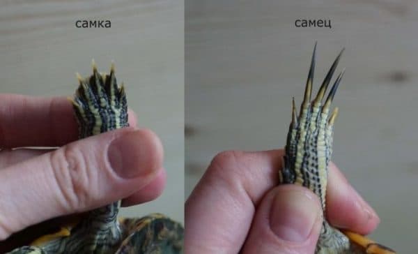 Определение пола у черепах