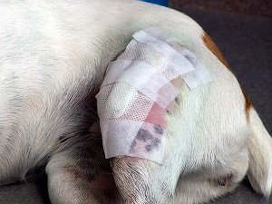 пателла у собак признаки