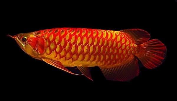 Арована удивительная рыбка