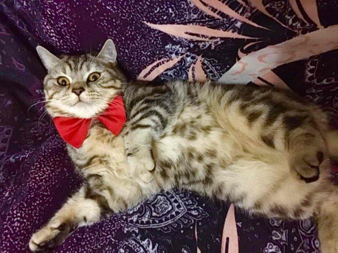 кот приготовился к встрече с кошкой