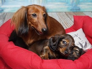 такса длинношерстная кроличья