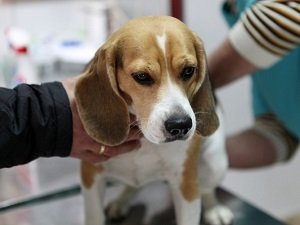 хламидиоз у собак лечение