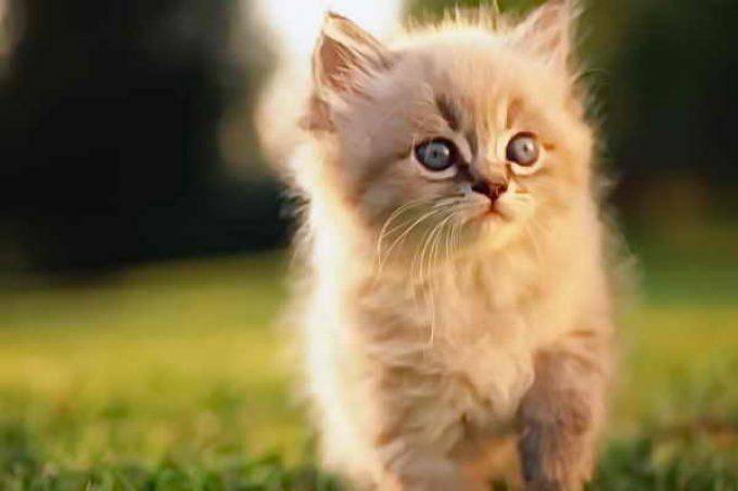 котенок фото