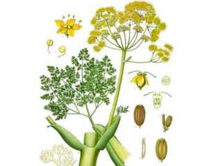 Ферула джунгарская