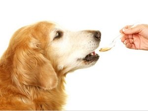 как выходят глисты у собак после суспензии