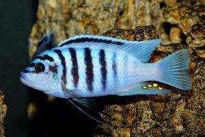 мбуна аквариумная рыбка