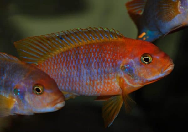 Возможность разведения в условиях аквариума йодотрофеуса Шпренгера