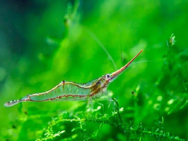 Красноносые креветки