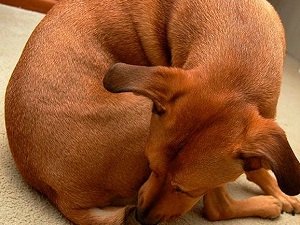 ювенильный вагинит у собаки