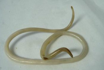 Фото: аскарида