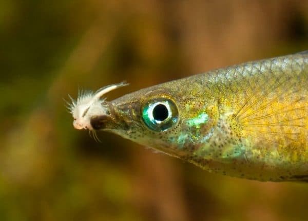 Ириатерина Вернера чем кормить