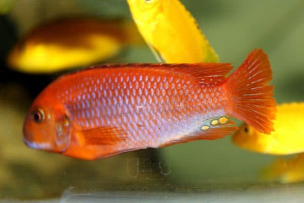 Йодотрофеус Шпренгера фото