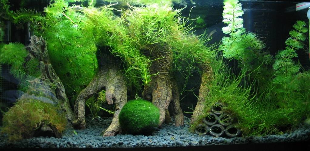 Яванский мох