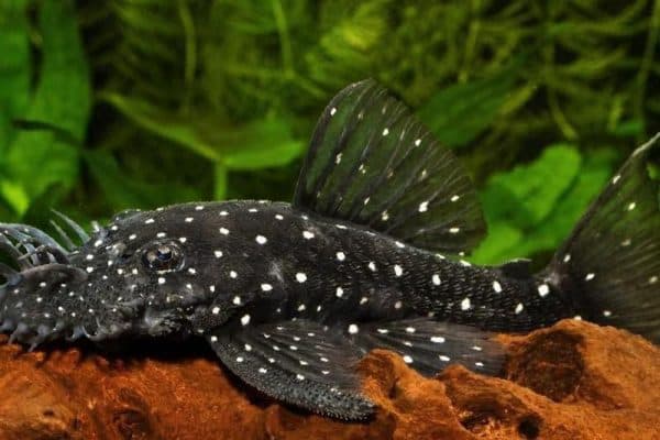 Вопросы кормления анциструса звездчатого