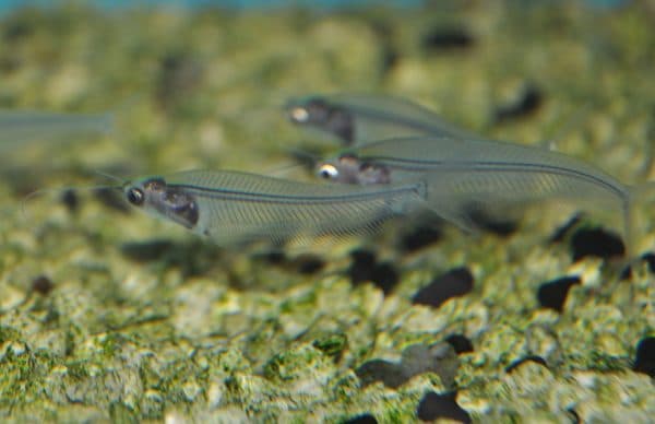 Сложности разведения стеклянного сомика