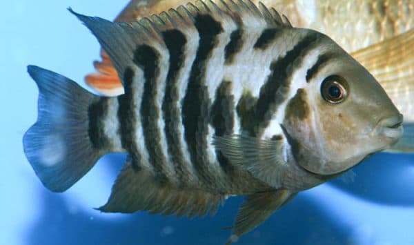 Цихлазома чернополосая