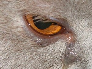 у собаки слезятся глаза причины