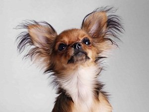 русский той терьер мини