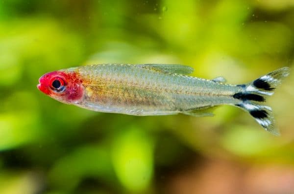 Родостомус размножение