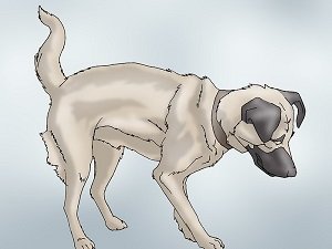 лечение дисплазии тазобедренных суставов у собак