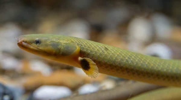 Каламоихт калабарский