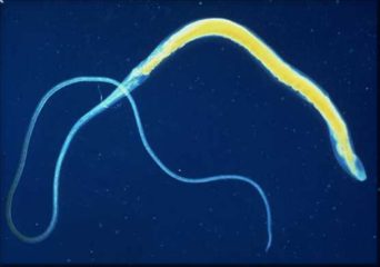 Фото: власоглав