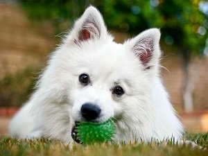 американский эскимосский шпиц фото