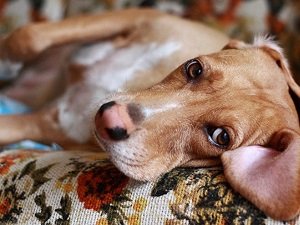 как лечить вагинит у собак