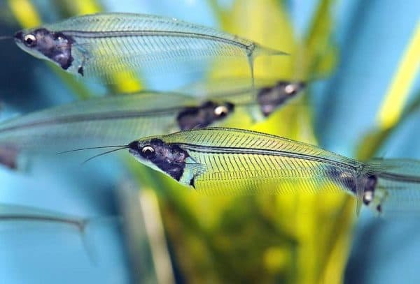 Стеклянный сомик читайте статью