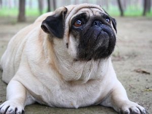 гипертиреоз у собак симптомы