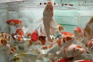 Подробнее о создании условий для жизни декоративных карпов: