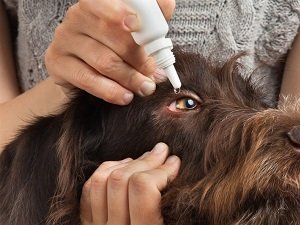 у собаки красные глаза и слезятся