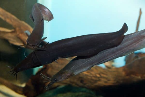 Мешкожаберный сомик