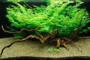 Красивые папоротники