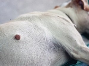 дирофиляриоз у собак симптомы и лечение