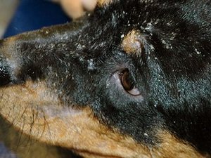 хейлетиоз у собак лечение