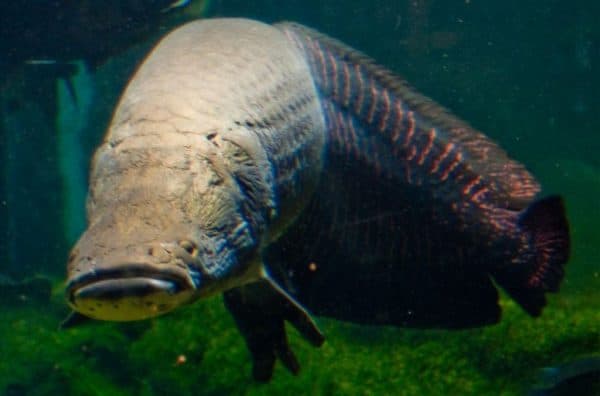 Арапайма описание