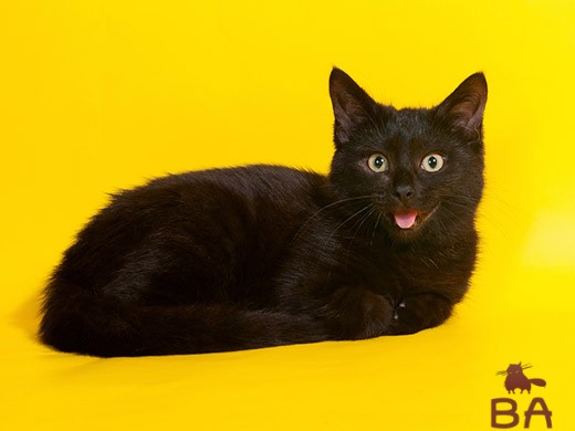 Jorkskaja-shokoladnaja