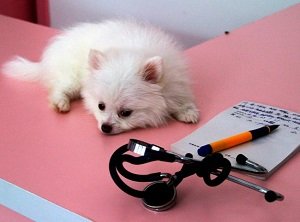 озноб у собаки причины