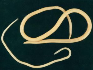 Фото: аскариды