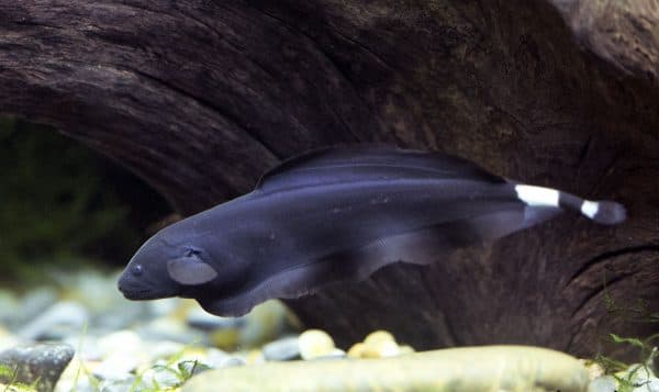 Рыба-нож (аптеронотус)