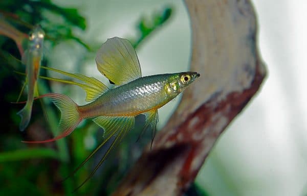 Ириатерина Вернера в аквариуме