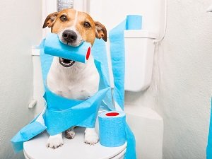 у собаки урчит в животе что делать